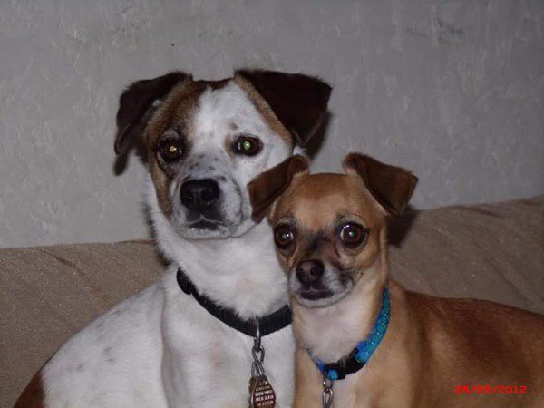 Pet Star 136.jpg